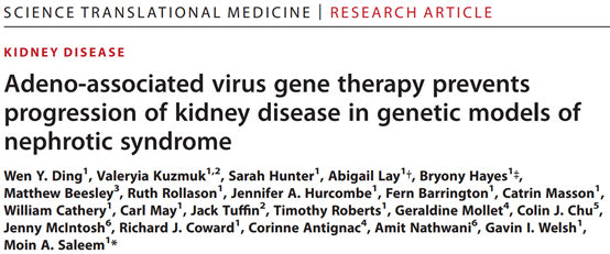 AAV 在肾脏疾病研究中的应用