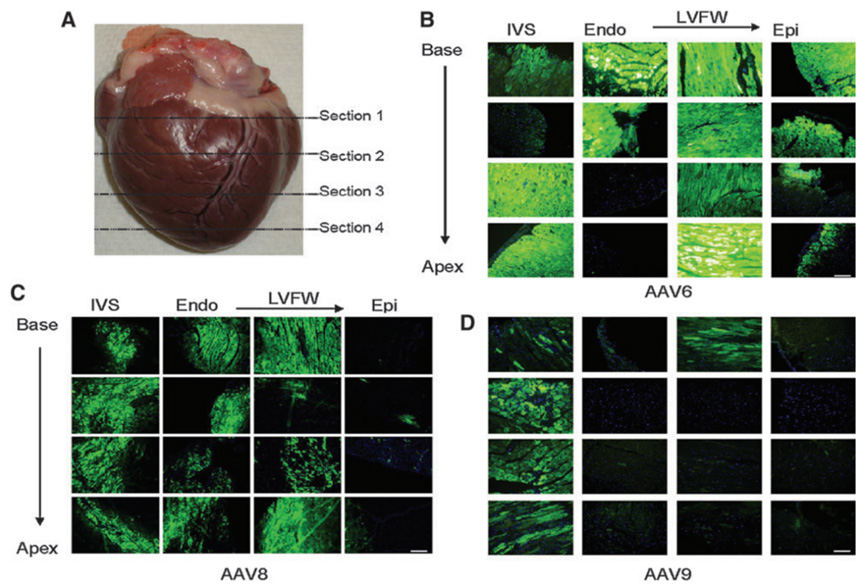 AAV 在心脏研究中的应用策略
