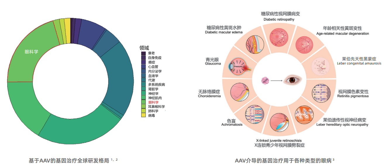 AAV 在眼科中的应用