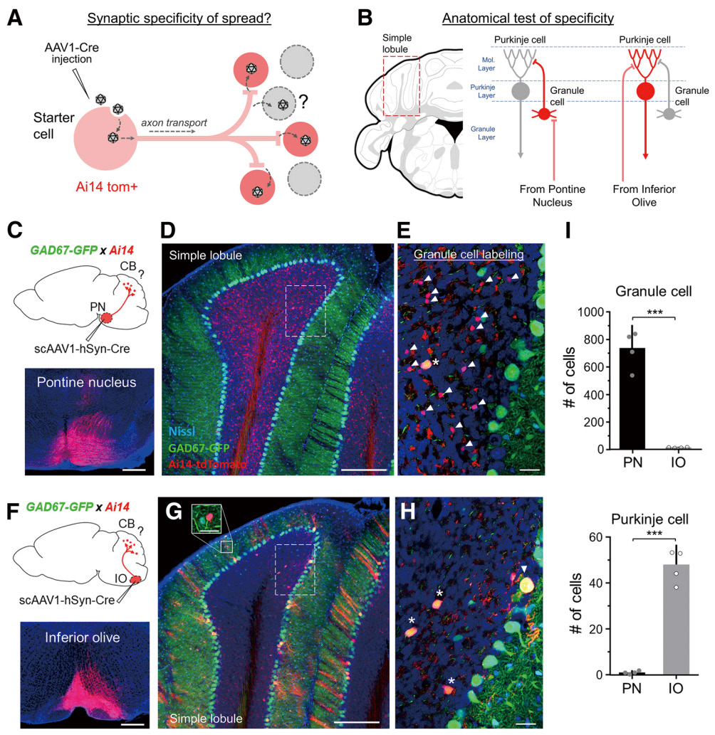 AAV 在神经科学研究中的应用策略