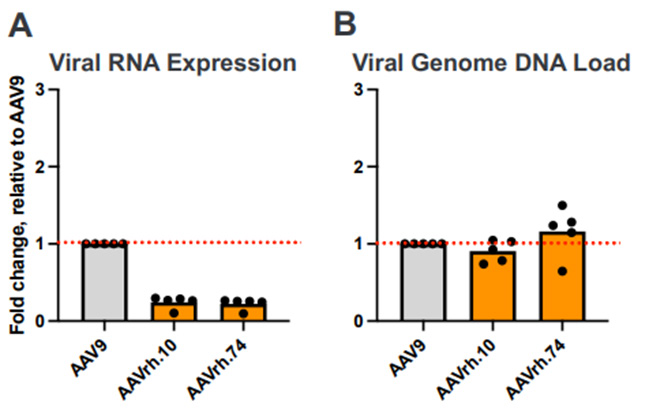 AAV 在心脏研究中的应用策略