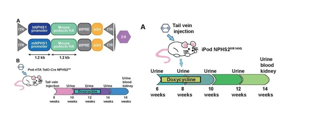 AAV 在肾脏疾病研究中的应用