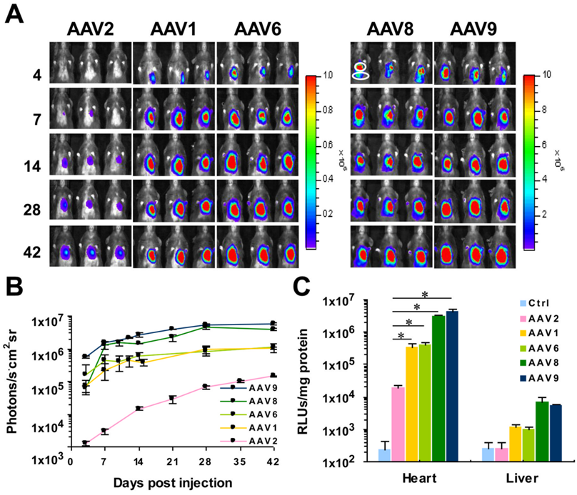 AAV 在心脏研究中的应用策略