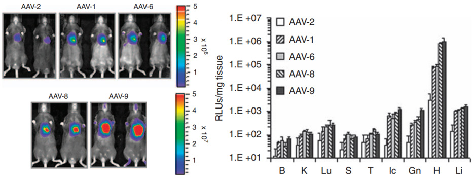 AAV 在心脏研究中的应用策略