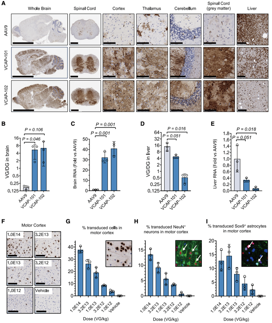 AAV 在神经科学研究中的应用策略