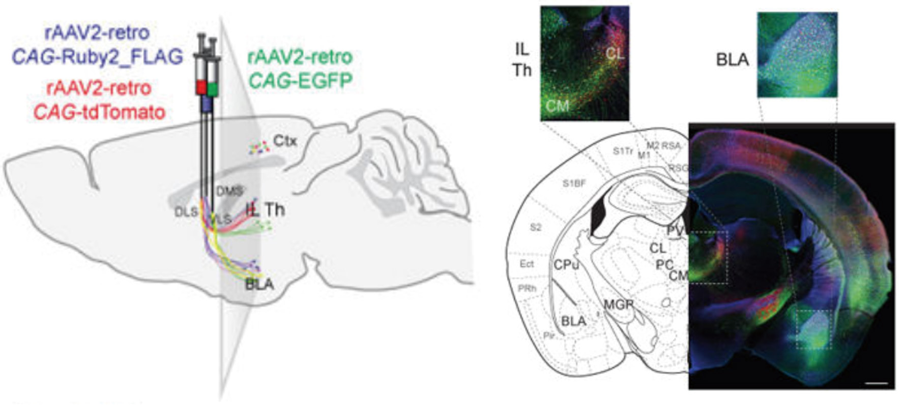AAV 在神经科学研究中的应用策略