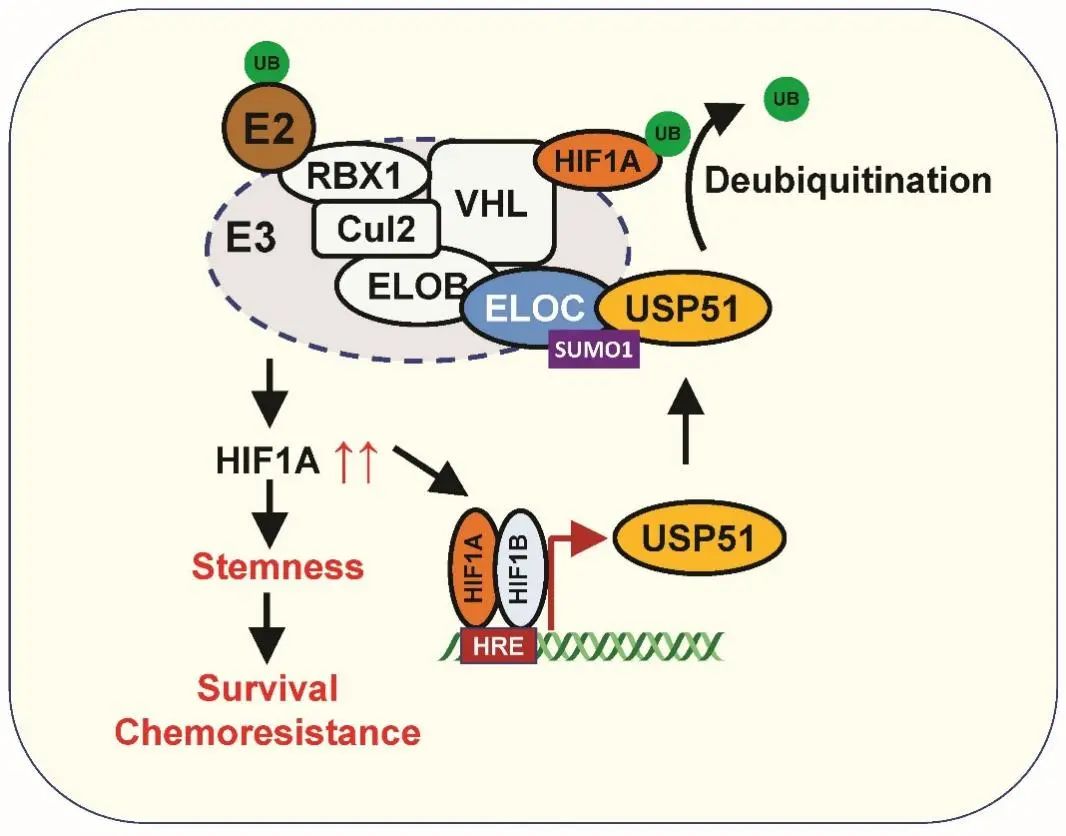 孙学军教授团队揭示结直肠癌细胞化疗耐药新机制