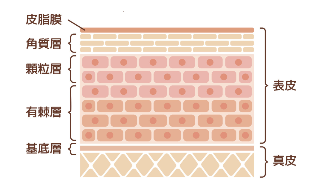 世界美容日 | 京医教你软 fufu 过冬,皮肤也要新气象!