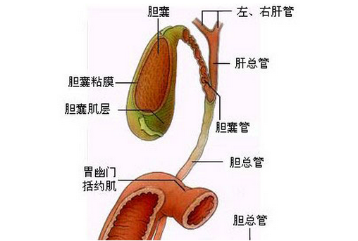 【高尚病例】胆囊癌致高位胆道梗阻 1 例