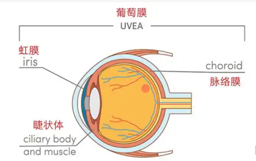 风湿免疫病，竟还是眼睛「杀手」？眼科专家建议这样做！