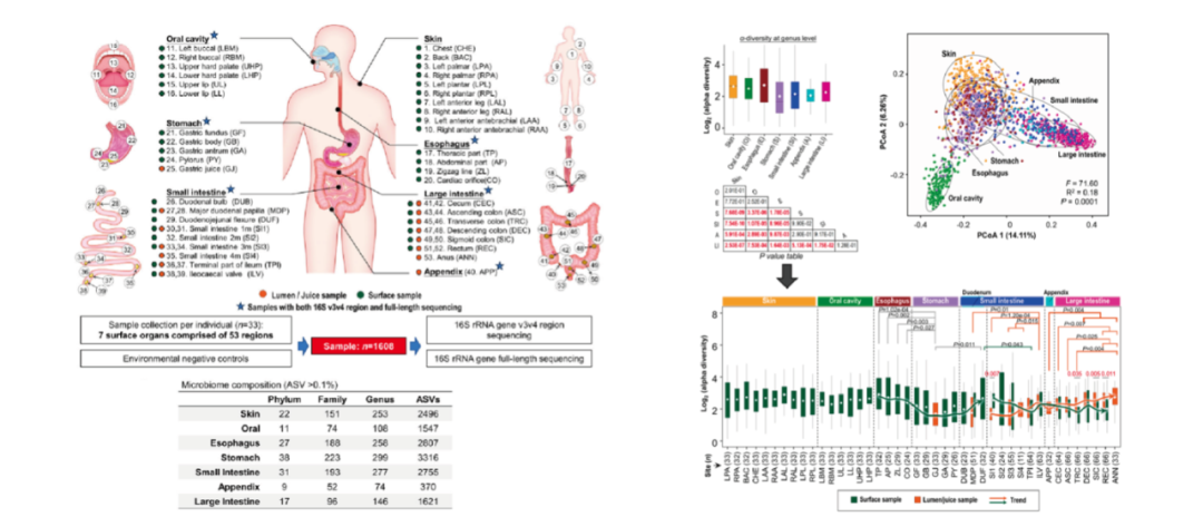西安交通大学第一附属医院佘军军、于君教授团队在人体微生态系统研究中取得重要进展
