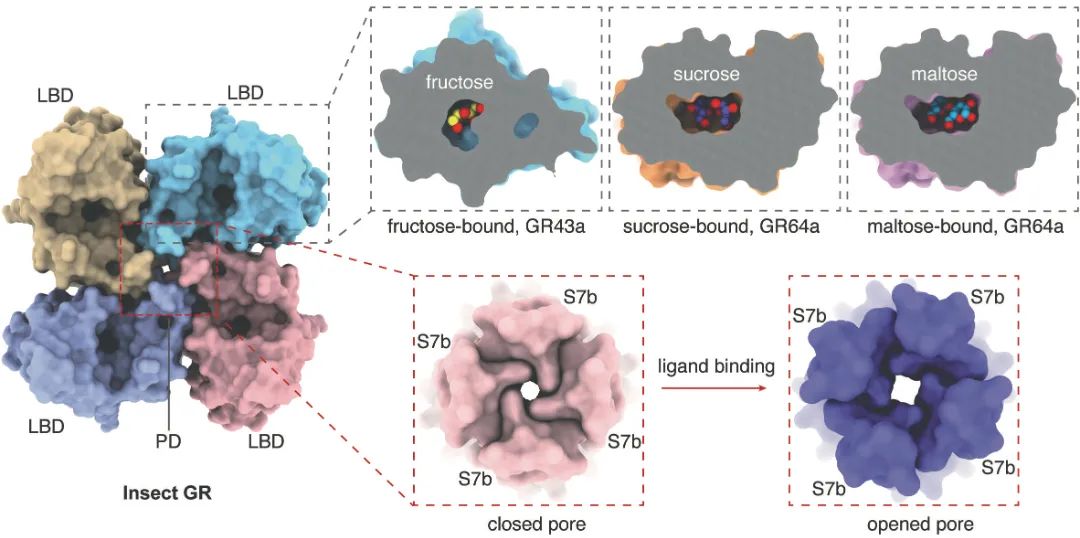 昆虫如何「品尝」甜味？《科学》报道浙江大学医学院附属第四医院研究新成果