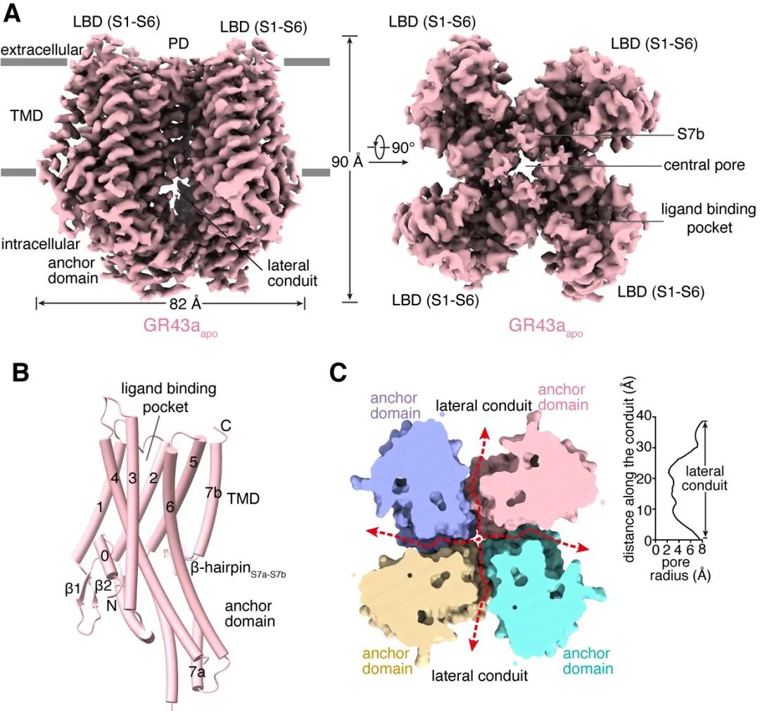 昆虫如何「品尝」甜味？《科学》报道浙江大学医学院附属第四医院研究新成果