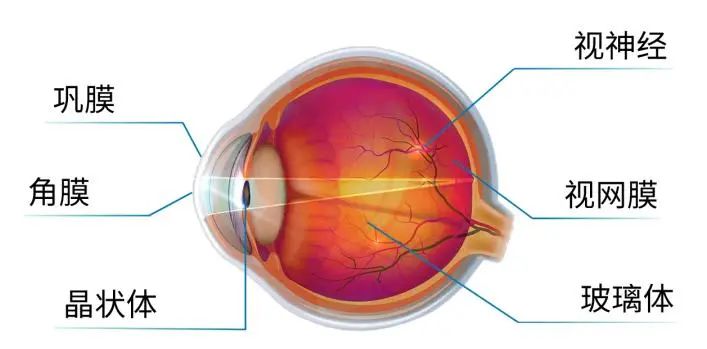 孩子近视除了看电视、玩手机，这个重要原因家长忽视了