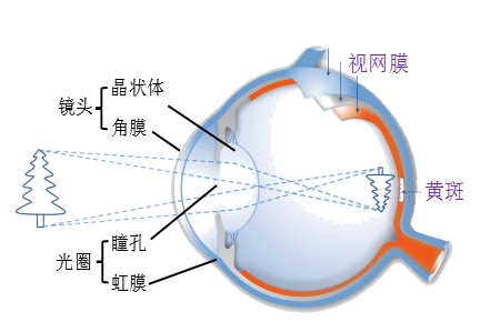 预防孩子近视，爸爸妈妈能做些什么？湖北普瑞眼科医院为你解答