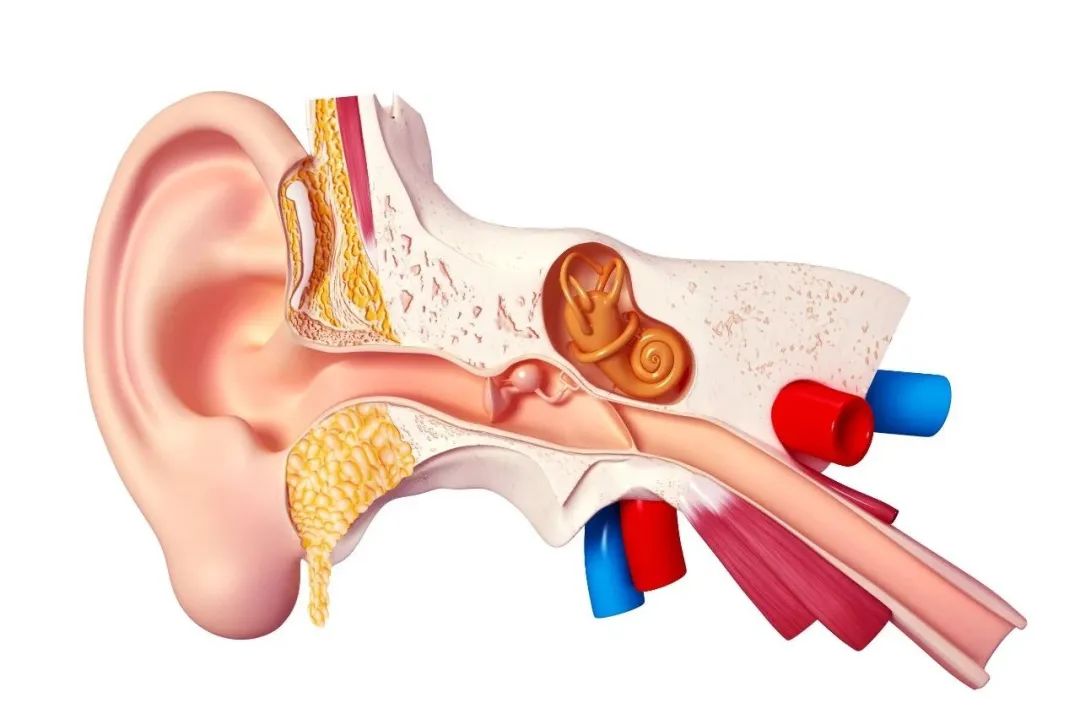 别忽视「听力出走」:呼吸道疾病后突发耳聋怎么办?