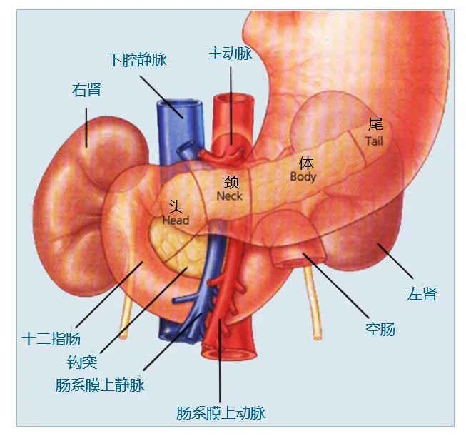 胃和胰腺不舒服的区别图片