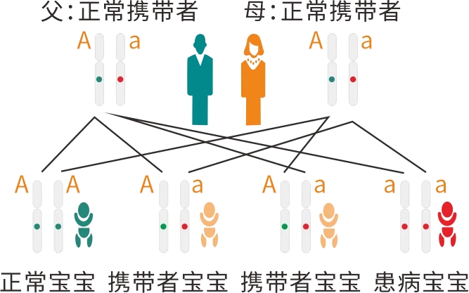 预防出生缺陷,鋳好宝宝健康的「防御盾」