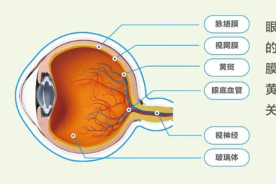 第 18 个联合国糖尿病日|警惕「甜蜜负担」！关爱眼睛，定期检查