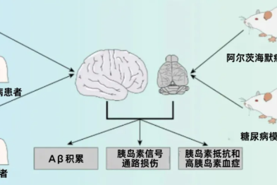 糖友必看：糖尿病患者更容易患痴呆，风险比普通人高 2.8 倍？怎样预防？