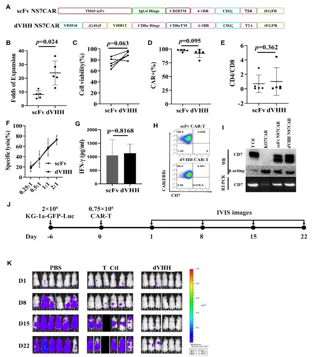 重磅！陆道培医学团队在 Blood 杂志发表最新研究：基于纳米抗体的 CD7 CAR-T 治疗急性髓系白血病