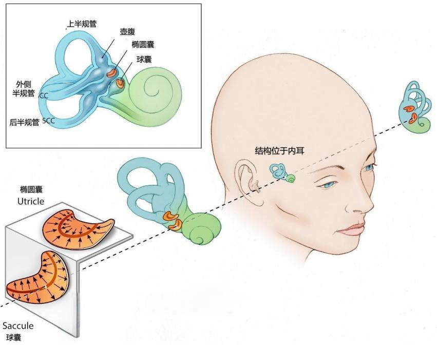 「晕车星人」也能愉快出行？这几招让你轻松出行！
