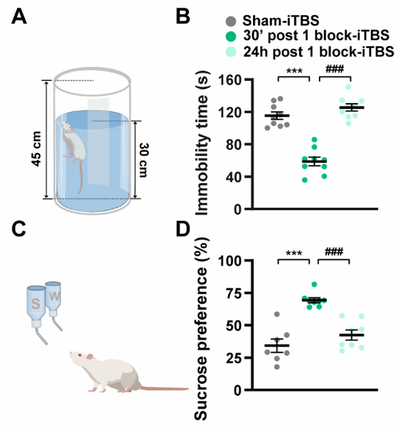 西安交大二附院康复医学科神经康复团队 2025 年初 2 篇高质量论文在线发表