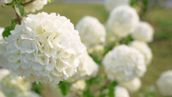 「百子」绣球花海，就在长沙人都来打卡的江湾妇产医院！
