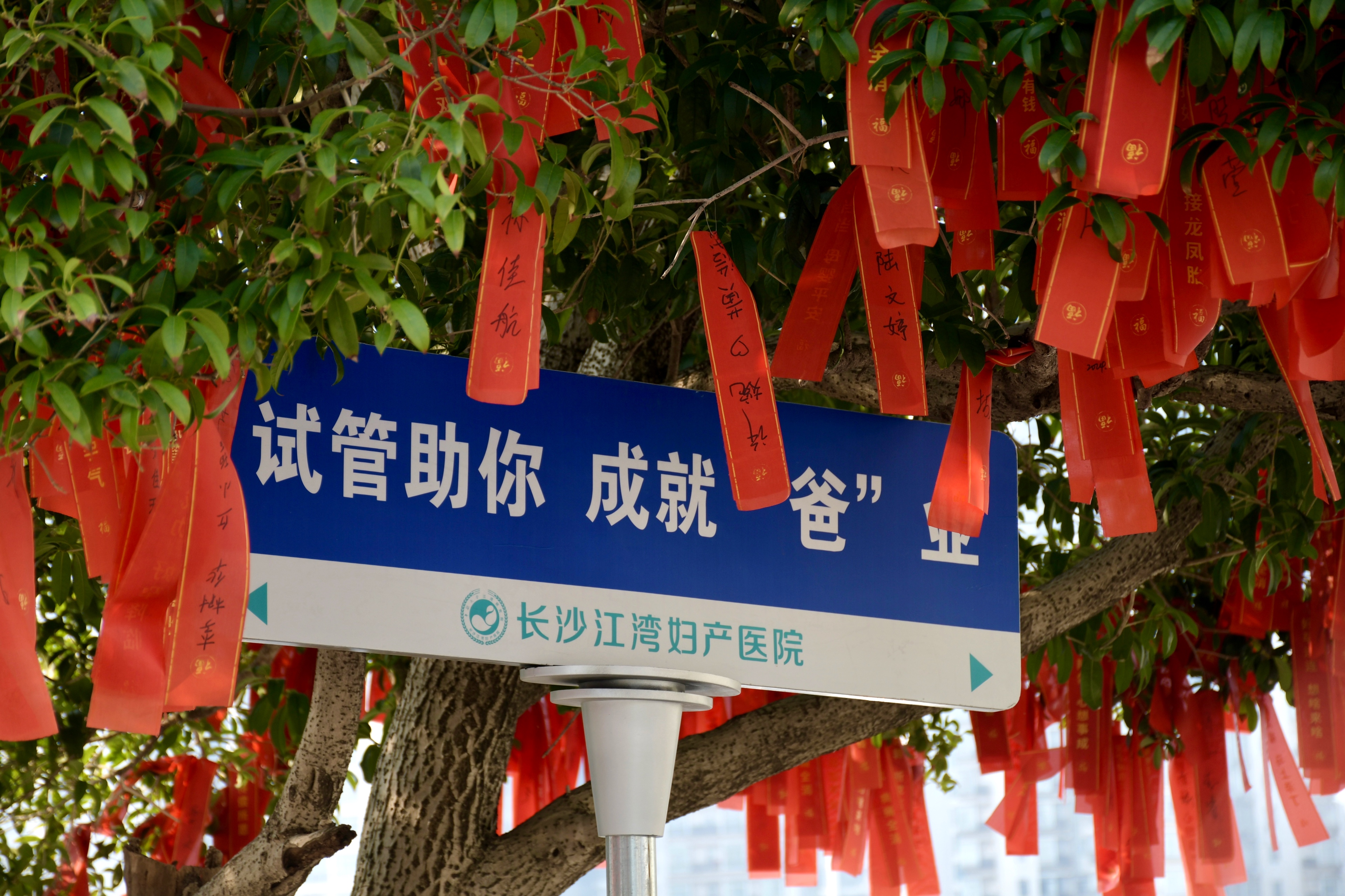 「百子」绣球花海，就在长沙人都来打卡的江湾妇产医院！