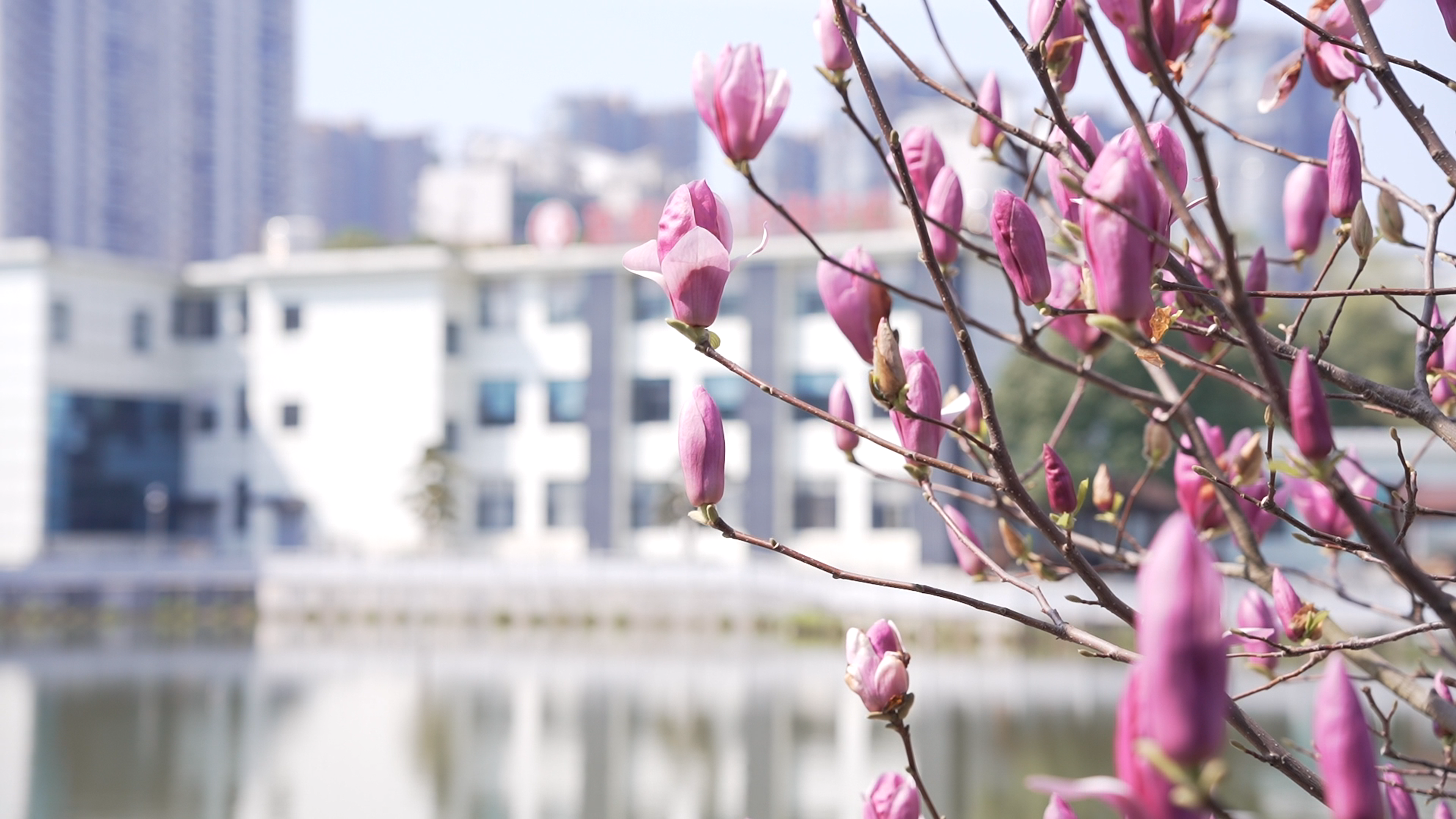 「百子」绣球花海，就在长沙人都来打卡的江湾妇产医院！