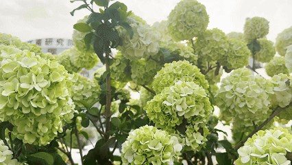 「百子」绣球花海，就在长沙人都来打卡的江湾妇产医院！