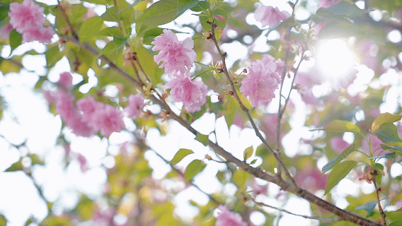 「百子」绣球花海，就在长沙人都来打卡的江湾妇产医院！