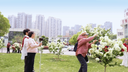 「百子」绣球花海，就在长沙人都来打卡的江湾妇产医院！