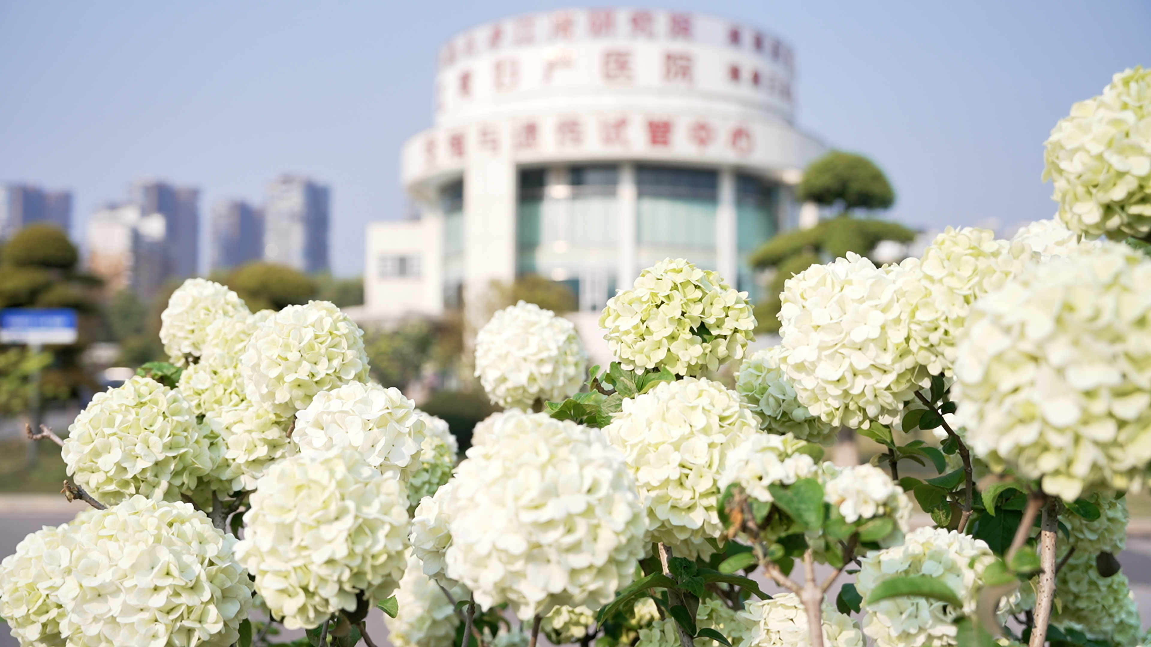 「百子」绣球花海，就在长沙人都来打卡的江湾妇产医院！