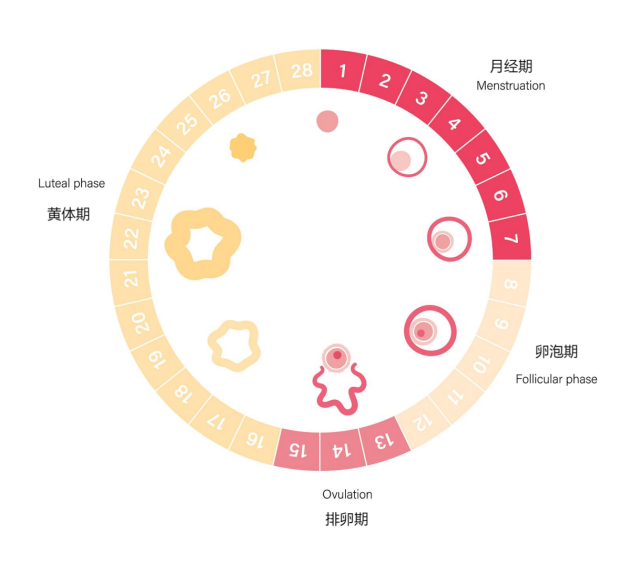 这个时间段，是最佳受孕时期！备孕期夫妻别错过
