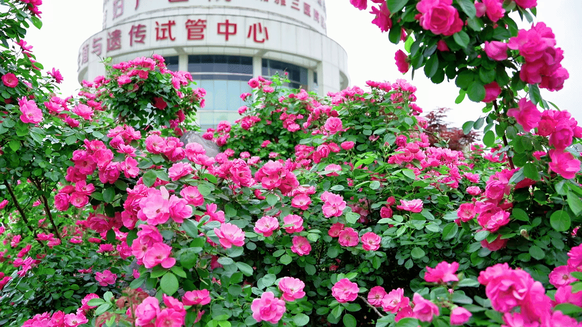 备孕发现子宫腺肌症，一定要做试管吗？