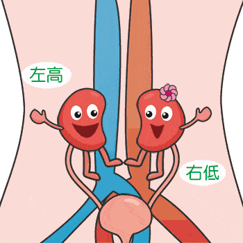 这些行为正在悄悄伤害你的肾