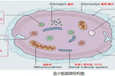 血小板膜糖蛋白功能检测