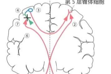 打个响指、动动手指！ 「指尖小事」从大脑皮层到指尖的神经传导通路