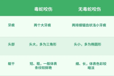 京医科普：正是高发期！成都又现蛇咬伤！20 分钟内这样做，能救命