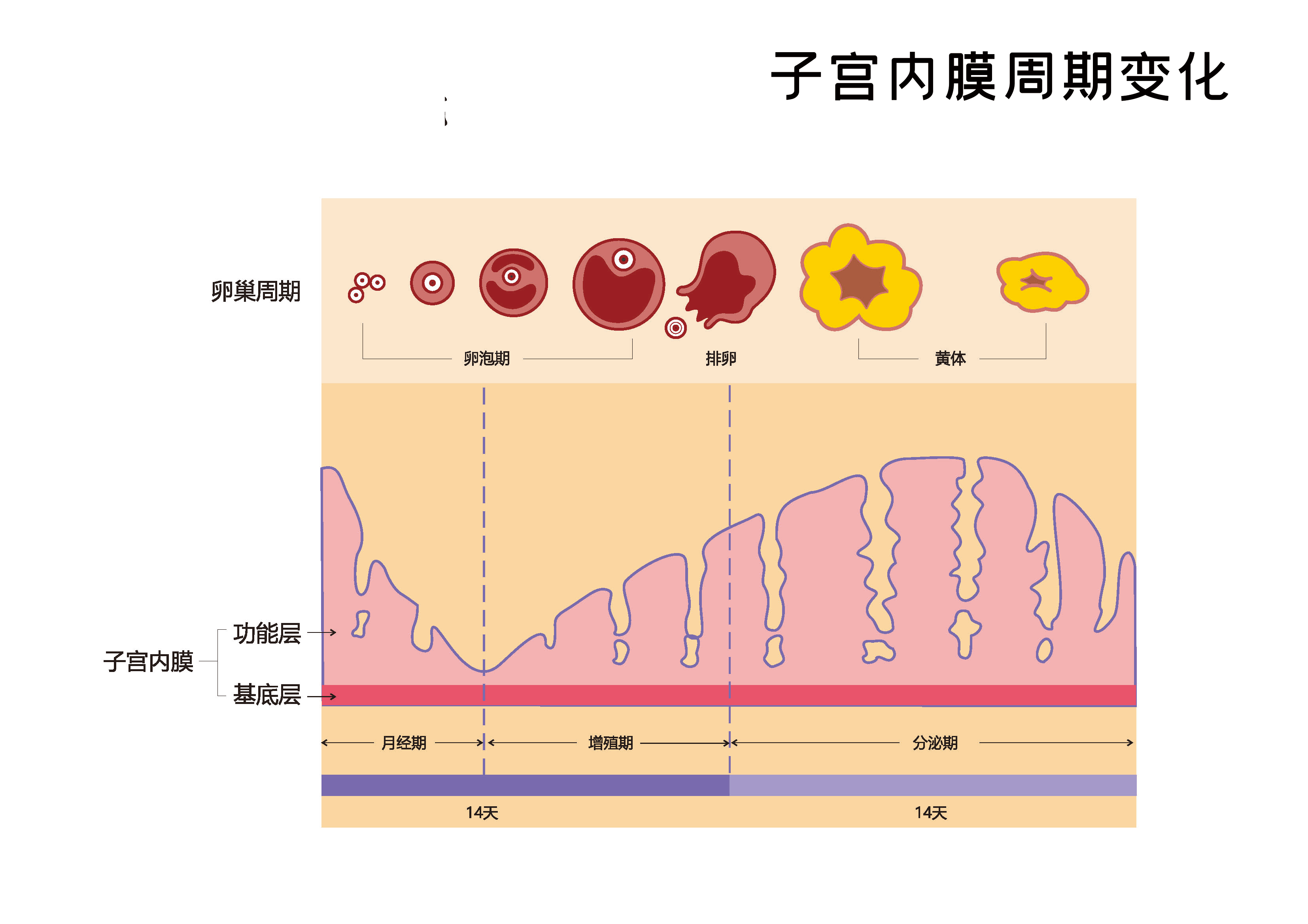 子宫最常患的几种病，你知道多少？
