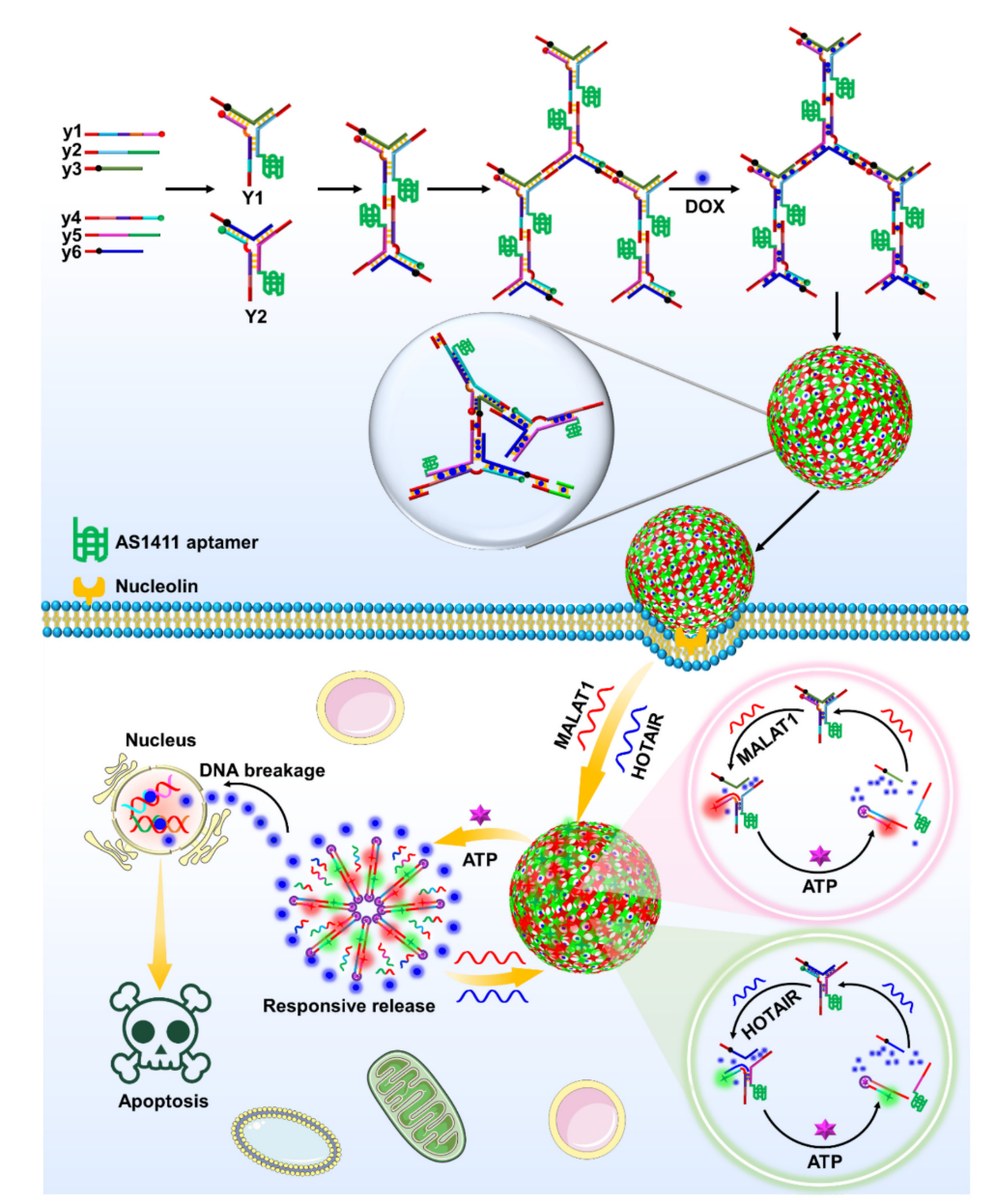 这项研究成果，为多种长链非编码 RNA 检测和成像提供了新方法