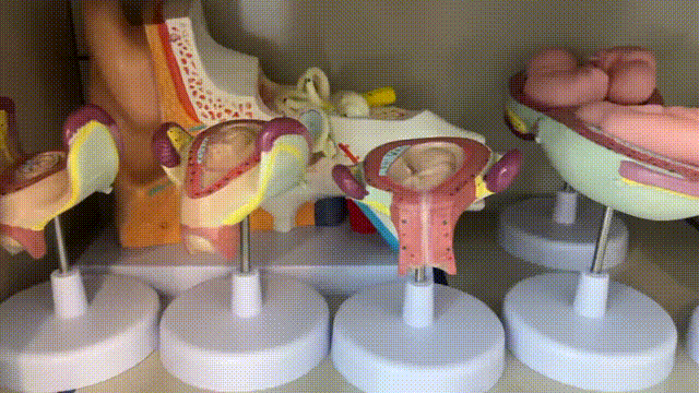 不同孕周：宝宝长啥样？孕妈注意啥？