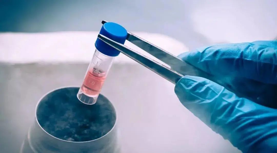 胚胎冷冻：生命的 「时光胶囊」 是如何运作的？