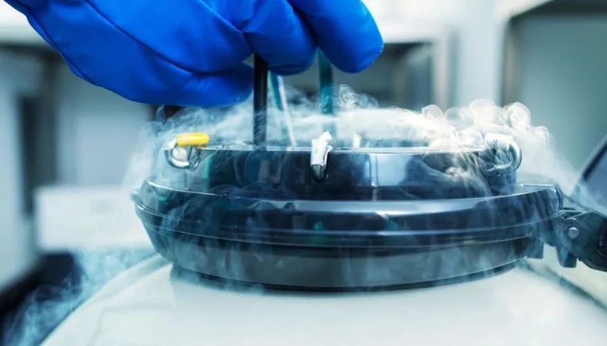 胚胎冷冻：生命的 「时光胶囊」 是如何运作的？