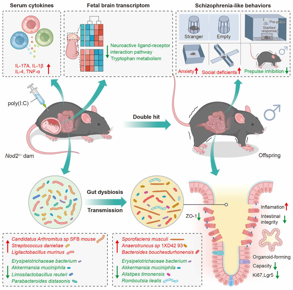 肠脑轴机制研究再深入：马现仓、高媛团队破译精神分裂症遗传-环境互作新机制