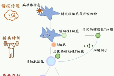 疫苗：送你一支终身护卫队！