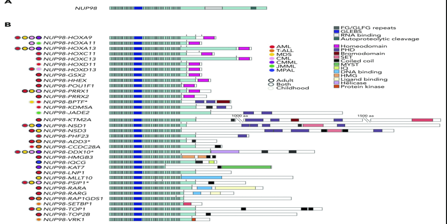 EHA 2025｜孙瑞娟主任、何海医生：异基因造血干细胞移植治疗急性髓系白血病伴 NUP98 重排患者疗效分析：单中心大样本队列研究