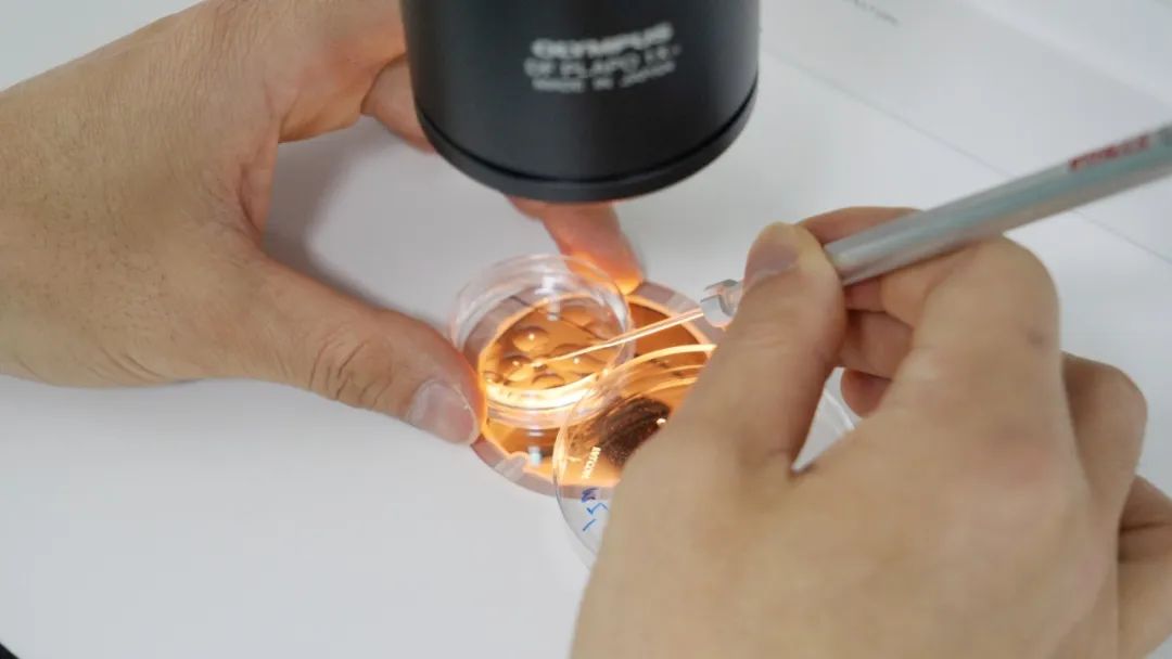 江湾微课堂：胚胎也要「高考」！如何筛选「优等生」？