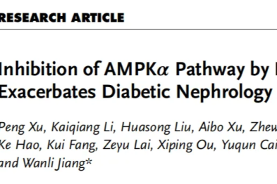 浙中医大三院徐鹏、鲁科达教授团队《Advanced Science》发文揭示足细胞 GOLM1 抑制 AMPK 通路加重糖尿病肾病新机制